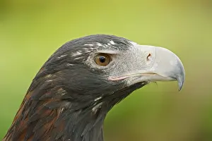 Aquila: Wedge-tailed eagle (Aquila audax), portrait, captive