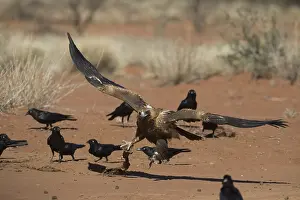 270819: Wedge-tailed Eagle - This bird trying to protect
