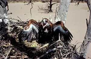 Nervous: Wedge-tailed eagle - chick in nest