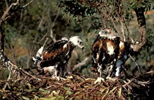 Audax: Wedge-tailed eagle - chicks partly fledged on nest