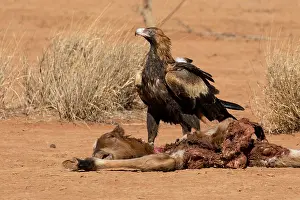Killed: Wedge-tailed Eagle - At a dead foal - killed by