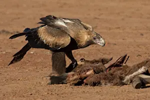 Killed: Wedge-tailed Eagle - At a dead foal - killed by
