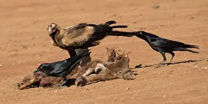 Killed: Wedge-tailed Eagle - At a dead foal killed by dogs