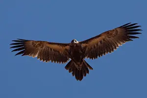 Papunya: Wedge-tailed Eagle - In desert country near Papunya