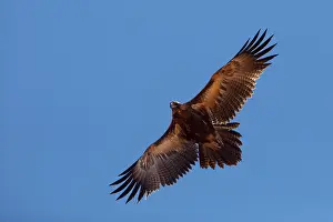 Papunya: Wedge-tailed Eagle - In desert country near Papunya