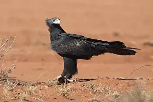 Papunya: Wedge-tailed Eagle - In desert country near Papunya