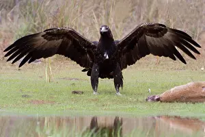 Audax: Wedge-tailed Eagle about to eat an Agile Wallaby