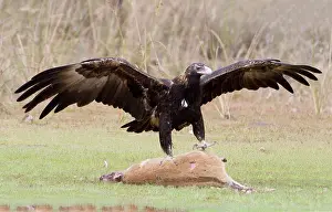 Audax: Wedge-tailed Eagle about to eat an Agile Wallaby