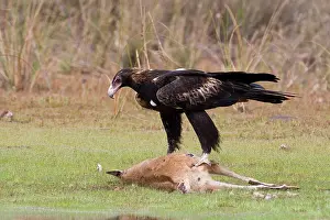 Audax: Wedge-tailed Eagle eating Agile Wallaby
