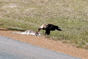 Roadkill: Wedge-tailed Eagle eating roadkill