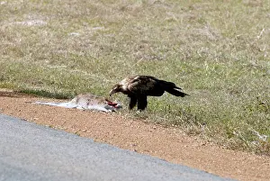 Roadkill: Wedge-tailed Eagle eating roadkill