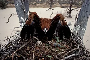 Audax: Wedge-tailed eagle - fledgling in threat pose, on nest