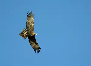 Audax: Wedge-tailed Eagle - In flight