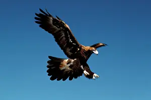 Audax: Wedge-tailed eagle in flight
