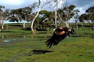 Audax: Wedge-tailed eagle in flight