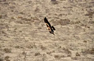 Audax: Wedge-tailed eagle - in flight (from above)