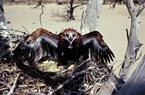 Nervous: Wedge-tailed eagle - large chick at nest