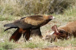 Roadkill: Wedge-tailed Eagle - By road-killed kangaroo