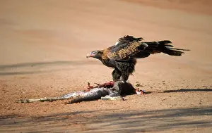 Audax: Wedge-tailed Eagle Scavenges Kangaroo Carcass