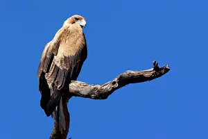 Audax: Wedge-tailed Eagle - one year old Wedge-tailed