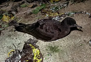 Pacificus: Wedge Tailed Shearwater