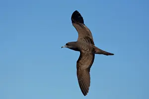 Shearwater: Wedge-tailed Shearwater
