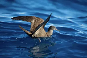 Shearwater: Wedge-tailed Shearwater