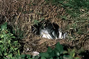 Shearwater: Wedge-tailed Shearwater