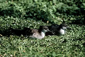 Shearwater: Wedge-tailed Shearwater
