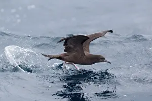 Shearwater: Wedge-tailed Shearwater