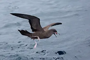 Shearwater: Wedge-tailed Shearwater