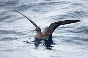 Shearwater: Wedge-tailed Shearwater