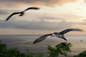 Shearwater: Wedge-tailed Shearwater