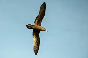 Shearwater: Wedge-tailed Shearwater
