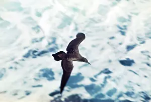 Pacificus: WEDGE-TAILED SHEARWATER - in flight