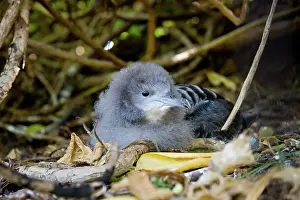 Shearwater: Wedge-tailed Shearwater (Puffinus pacificus)