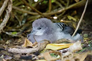 Shearwater: Wedge-tailed Shearwater (Puffinus pacificus)