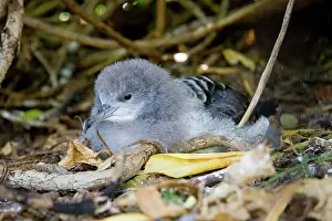 Shearwater: Wedge-tailed Shearwater (Puffinus pacificus)