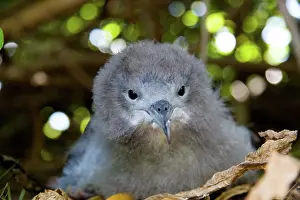 Shearwater: Wedge-tailed Shearwater (Puffinus pacificus)
