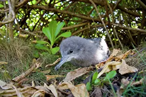 Shearwater: Wedge-tailed Shearwater (Puffinus pacificus)