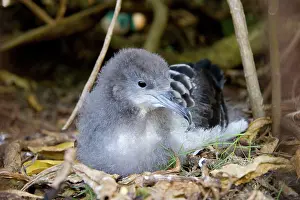 Shearwater: Wedge-tailed Shearwater (Puffinus pacificus)