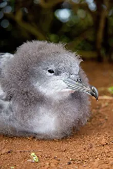 Shearwater: Wedge-tailed Shearwater (Puffinus pacificus)