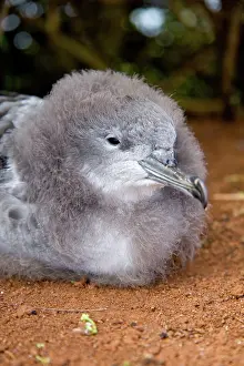 Shearwater: Wedge-tailed Shearwater (Puffinus pacificus)