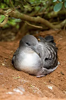 Shearwater: Wedge-tailed Shearwater (Puffinus pacificus)