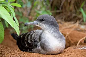 Shearwater: Wedge-tailed Shearwater (Puffinus pacificus)
