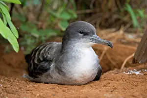 Shearwater: Wedge-tailed Shearwater (Puffinus pacificus)