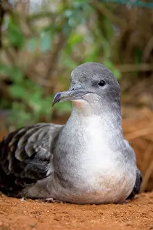 Shearwater: Wedge-tailed Shearwater (Puffinus pacificus)