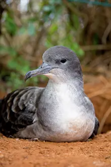 Shearwater: Wedge-tailed Shearwater (Puffinus pacificus)
