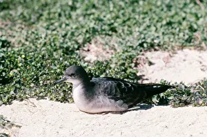 Pacificus: Wedge-Tailed SHEARWATER - Sitting on ground