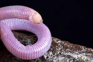 Zimbabwe: Wedgesnouted Worm Lizard (Monopeltis decosteri)